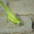 grasshopper - Grashüpfer