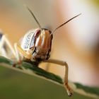 Grasshopper I