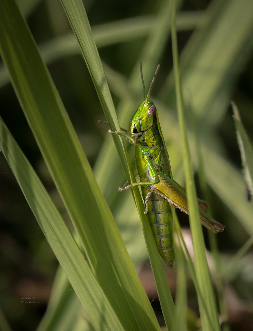 Grasshopper II 