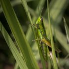 Grasshopper II 