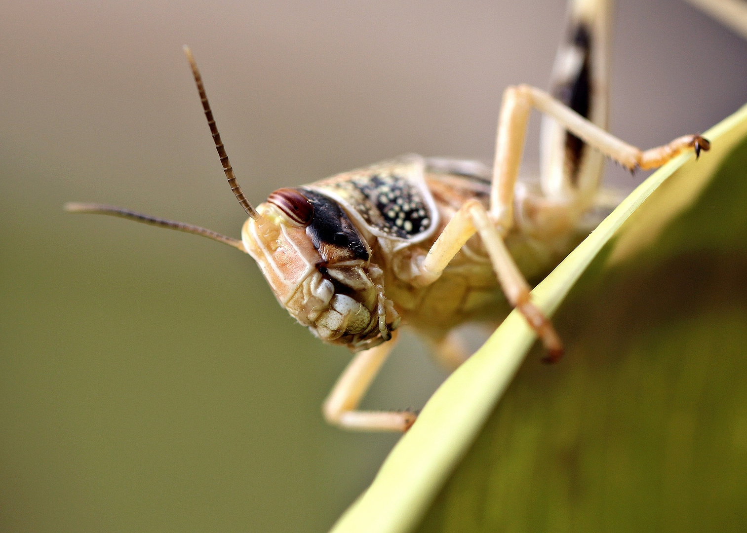 Grasshopper II