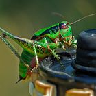 Grasshopper II