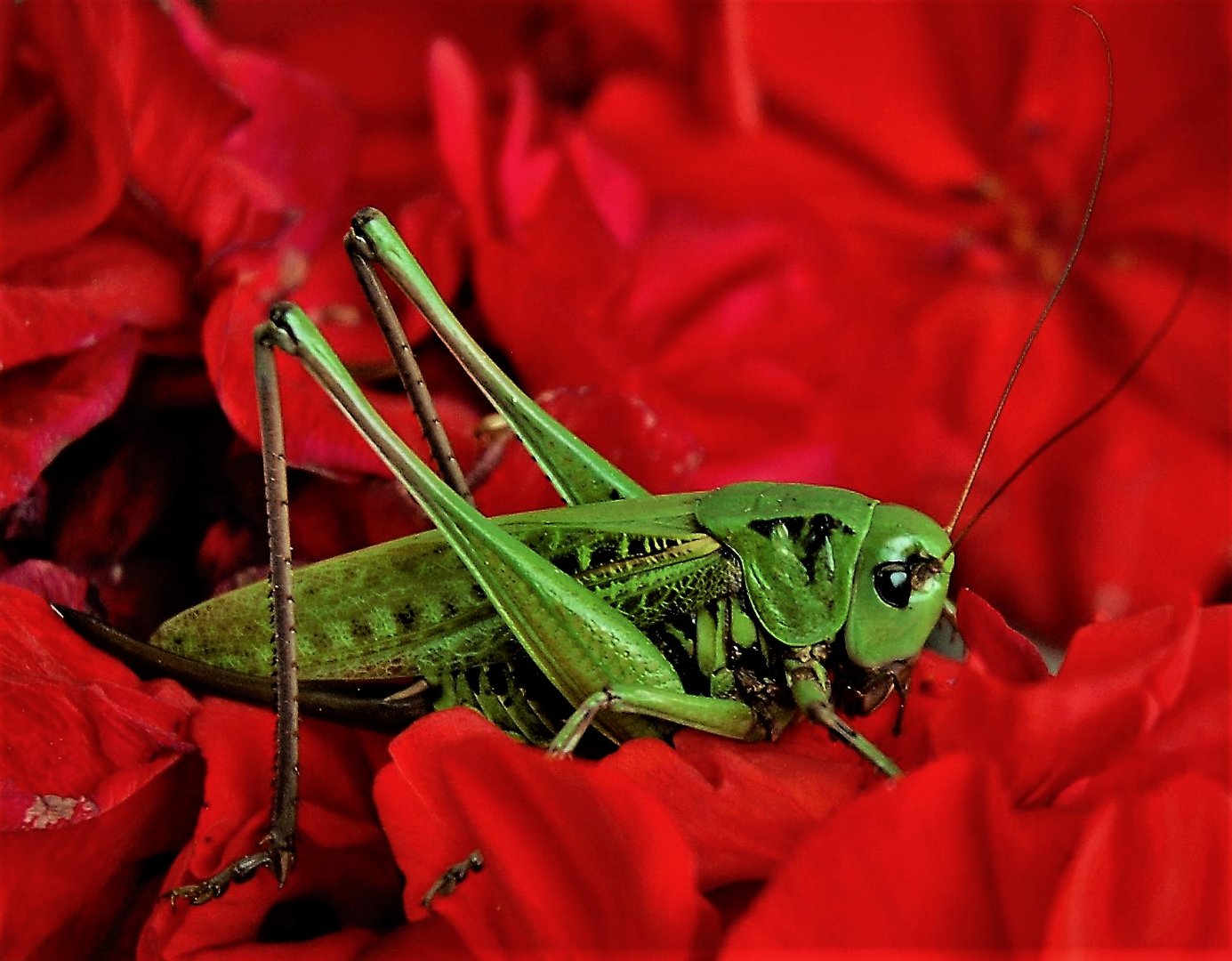 Grasshopper in Geranium