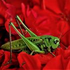 Grasshopper in Geranium