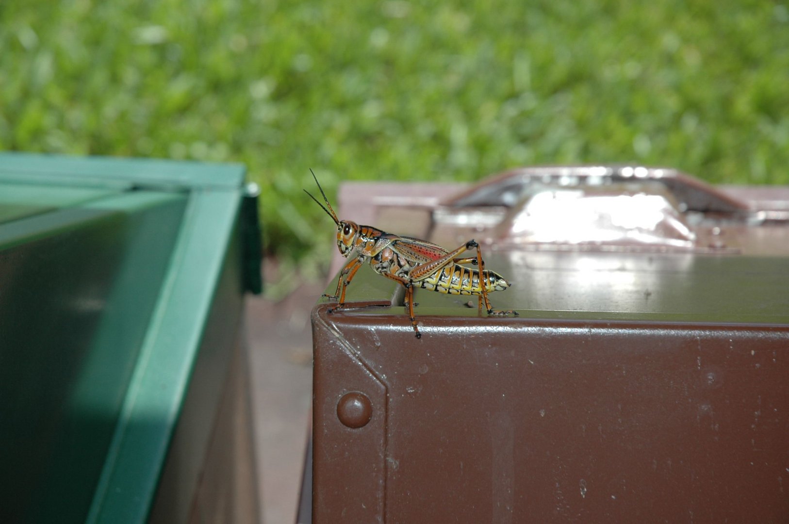 Grasshopper in the Everglades