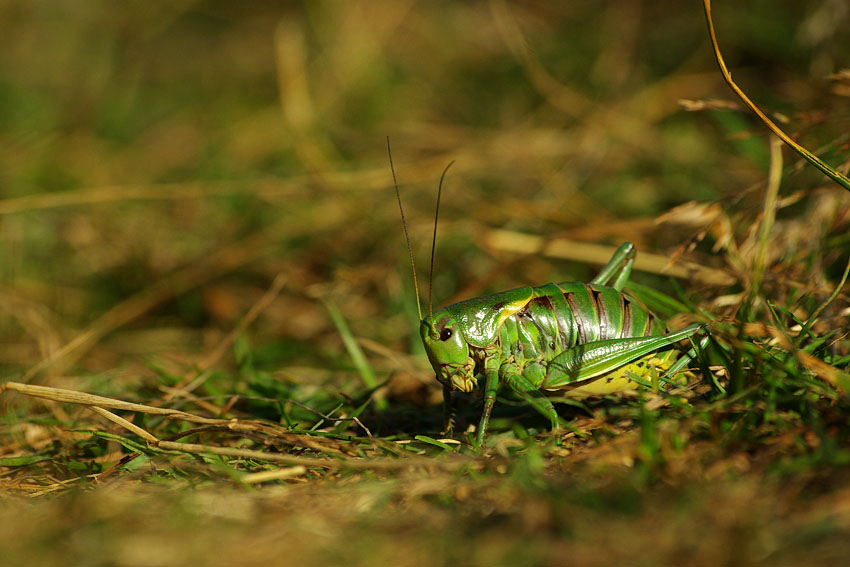 Grasshopper in the mountain