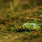 Grasshopper in the mountain