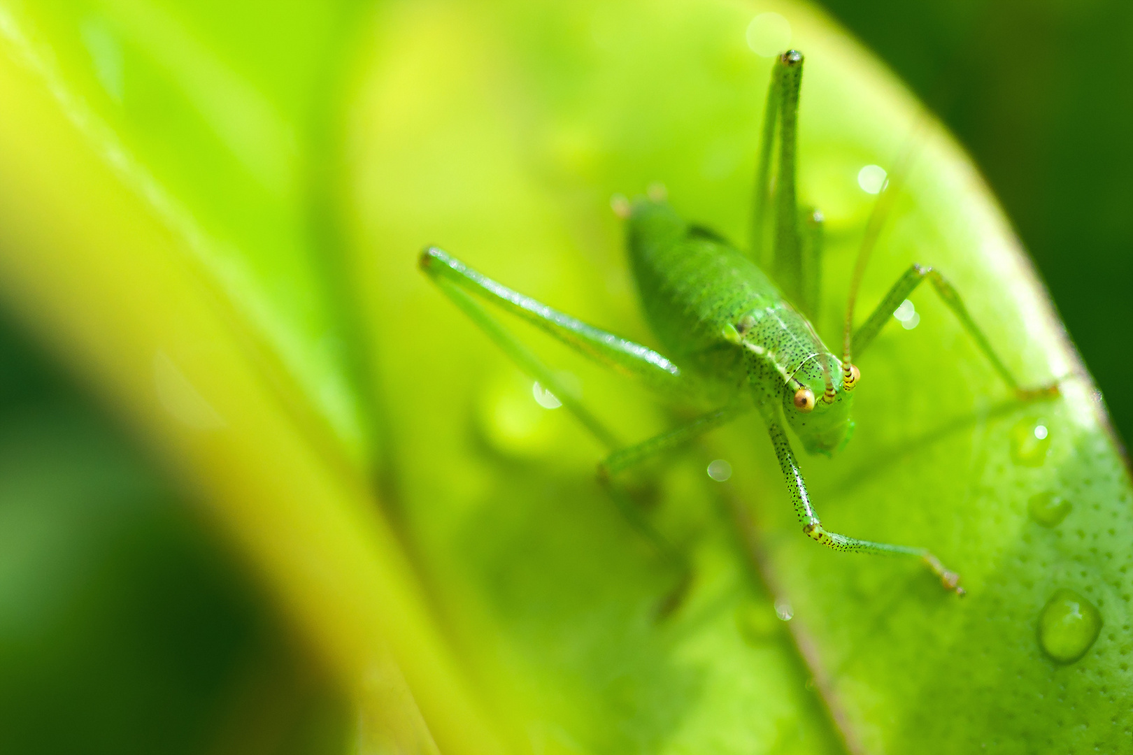 Grasshopper Junior