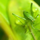Grasshopper Junior