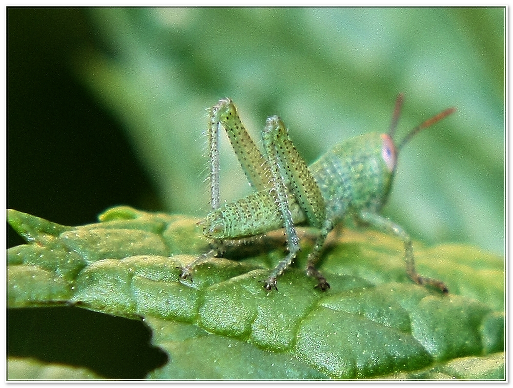 Grasshopper latoB