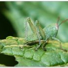 Grasshopper latoB