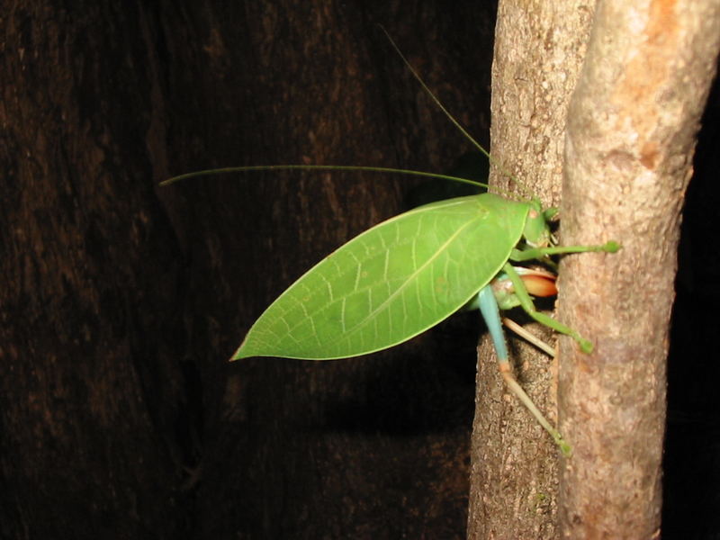 Grasshopper laying eggs