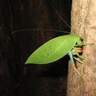 Grasshopper laying eggs