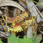 Grasshopper mating