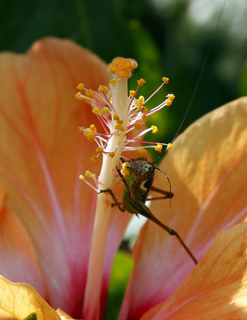 grasshopper on a flower