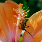 grasshopper on a flower