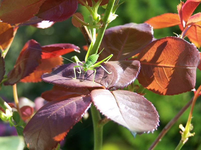 Grasshopper on my Roses.