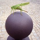 Grasshopper on the ball