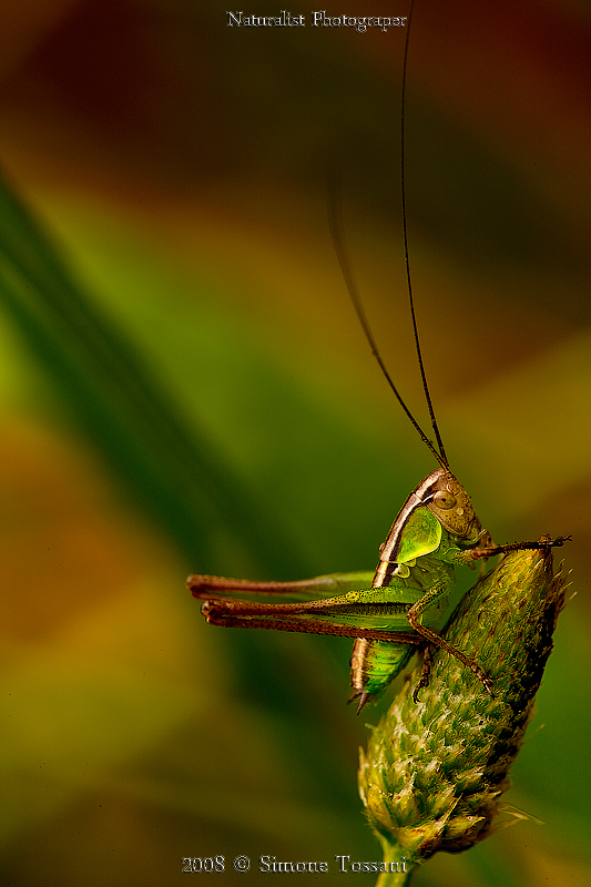 Grasshopper Small