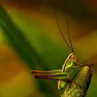 Grasshopper Small