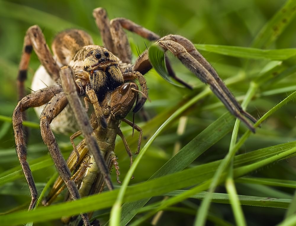 Grasshopper-Snack