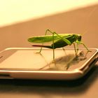 Grasshopper - waiting for new iPhone