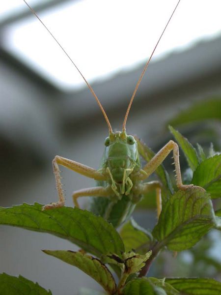 grasshopper watching