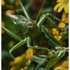 Grasshopper#1