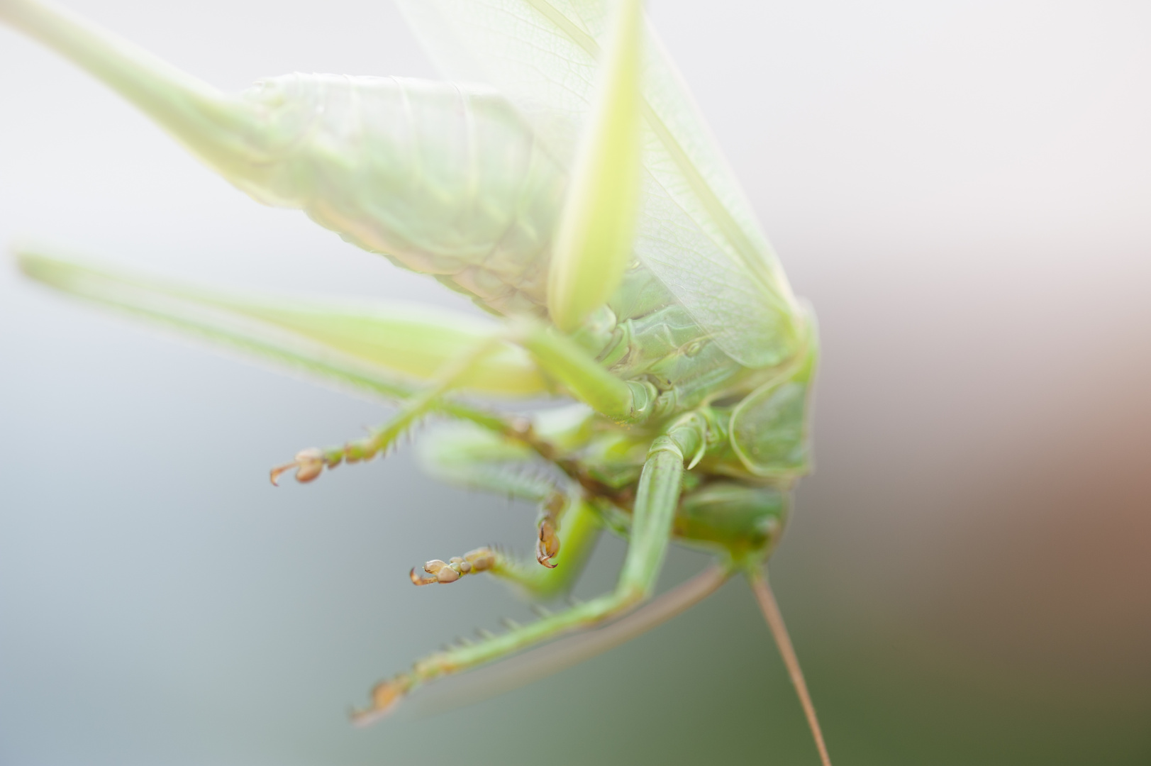 Grasshopper#3