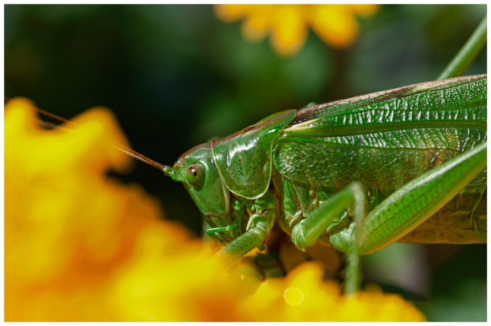 Grasshopper#4