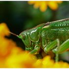 Grasshopper#4