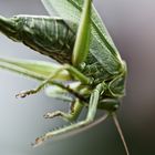 Grasshopper#6