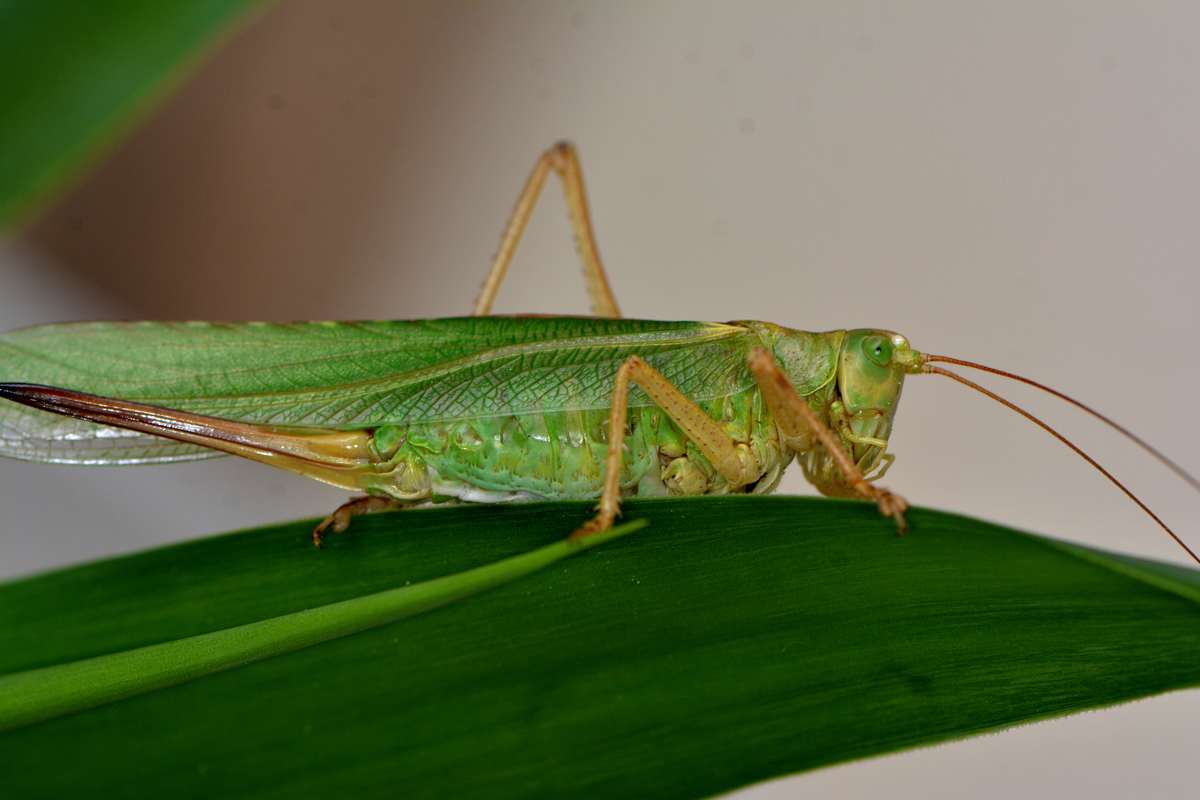 Grasshopper_DSC_7428