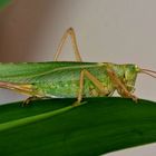 Grasshopper_DSC_7428