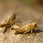 grasshoppers