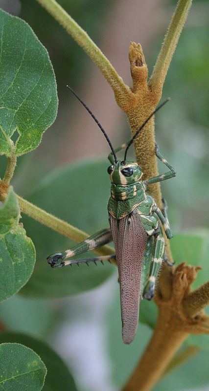 Grasshoppers