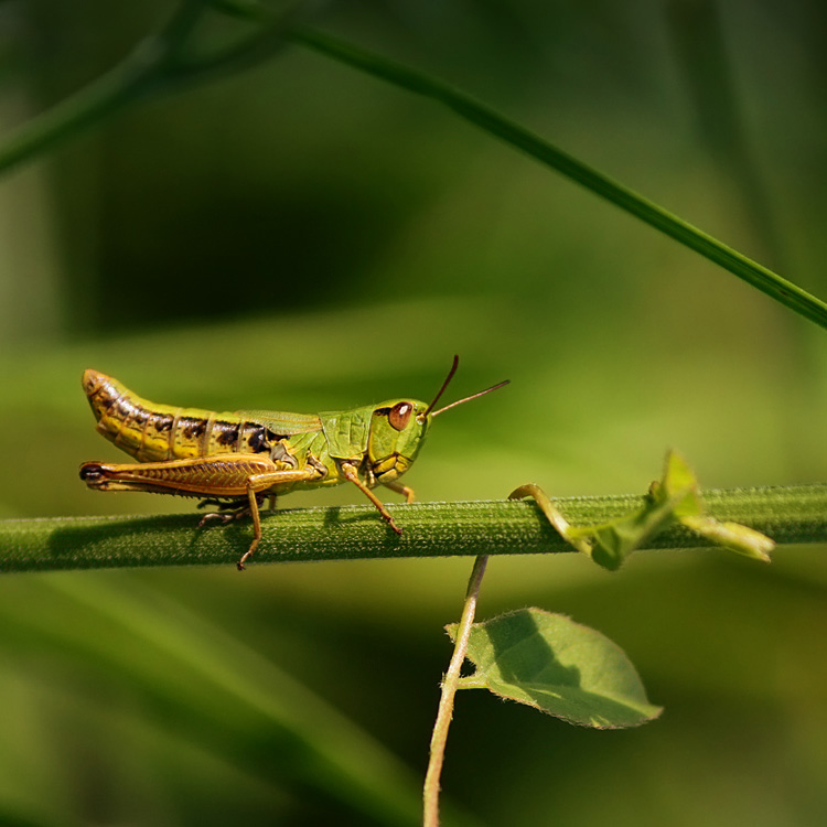 Grasshoppers