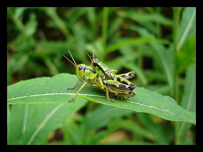 grasshoppers