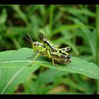 grasshoppers