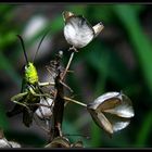 Grasshoppers I