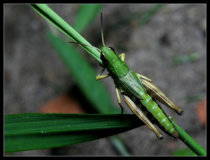 Grasshoppers II