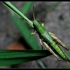 Grasshoppers II