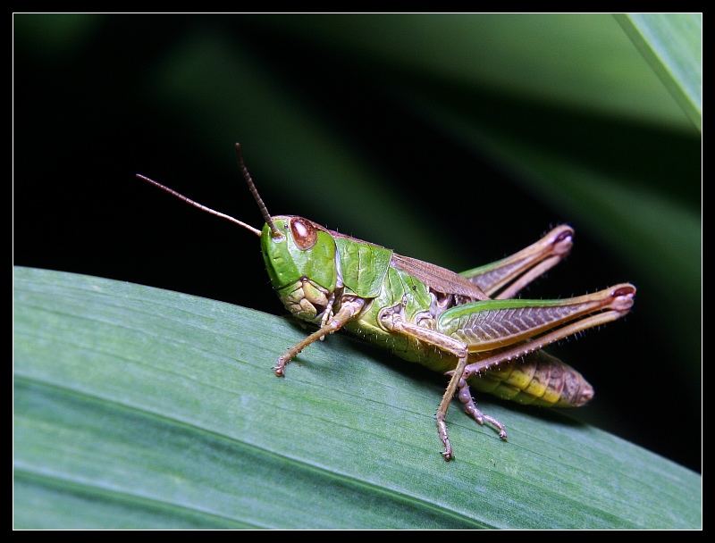 Grasshoppers III