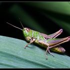 Grasshoppers III