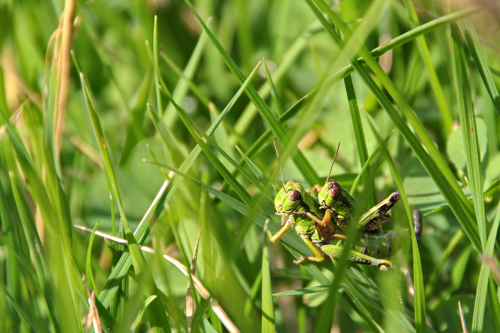 grasshoppers in love