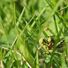 grasshoppers in love