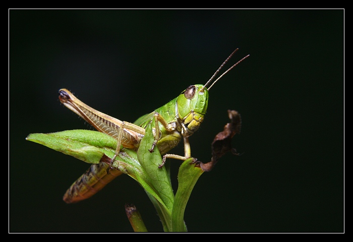 Grasshoppers IV