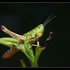 Grasshoppers IV