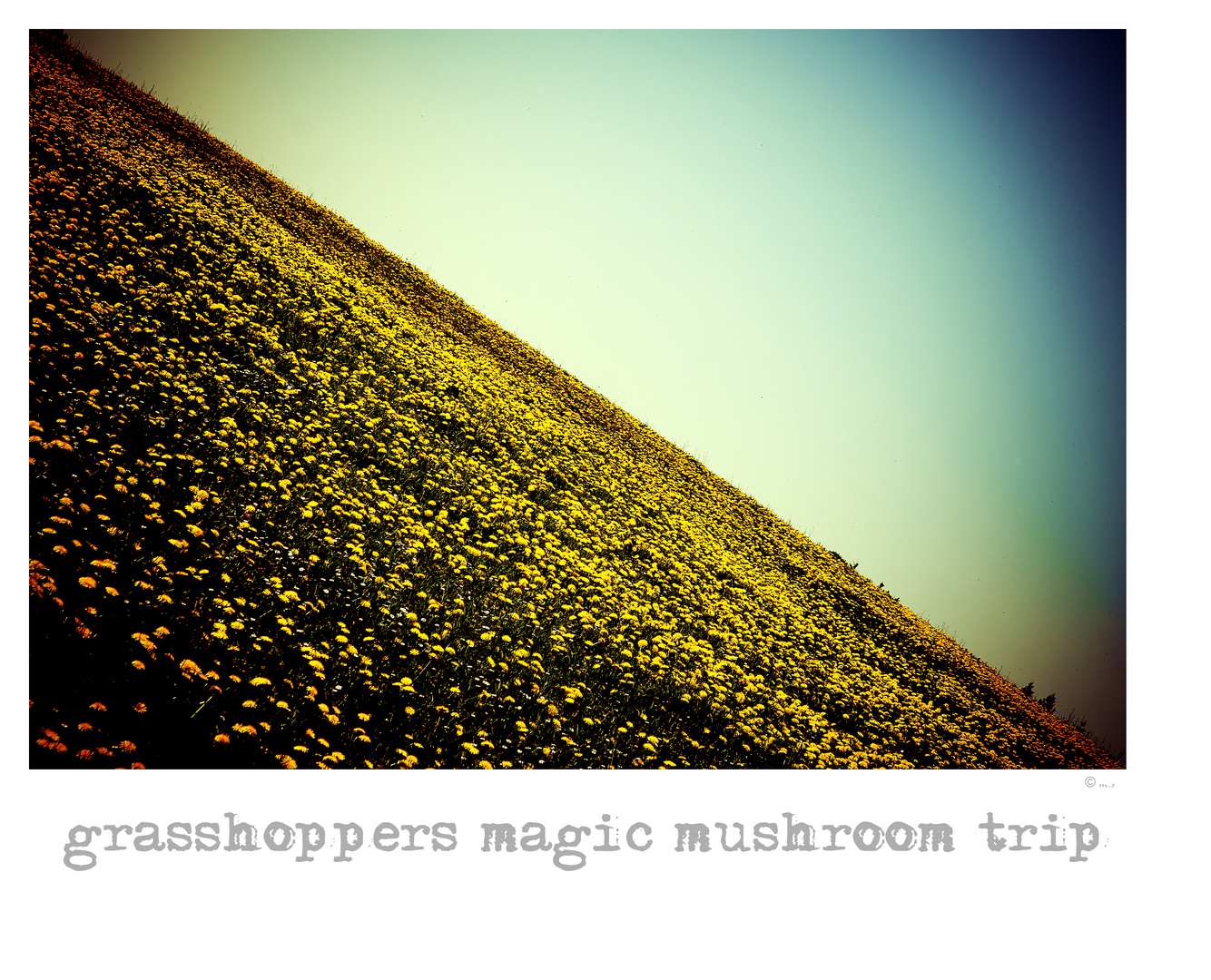~ grasshoppers magic mushroom trip ~
