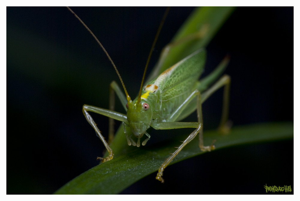 Grasshüpfer